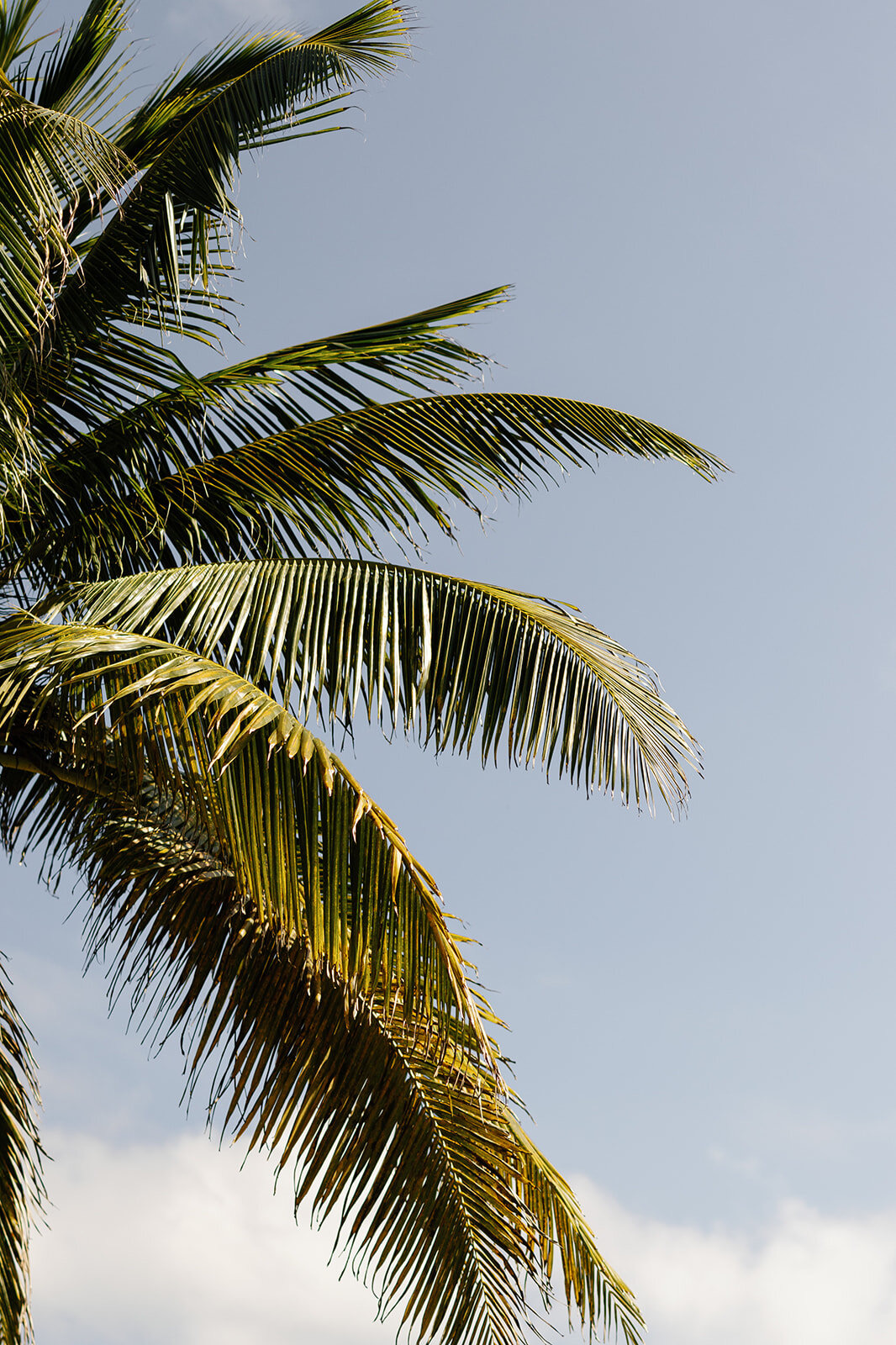 Beachfront wedding ceremony in the Dominican Republic